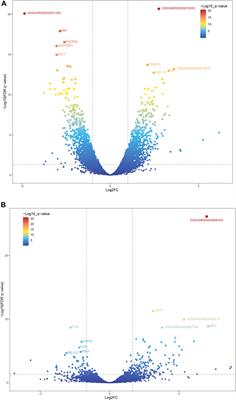 Transcriptome Analysis of the Liver and Muscle Tissues of Dorper and Small-Tailed Han Sheep